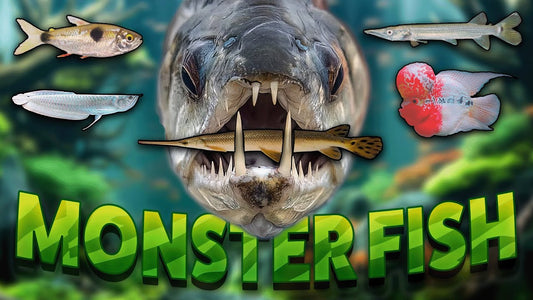 Best Monster Fish For Your Aquarium! How To Care For Monster and Predator Fish!