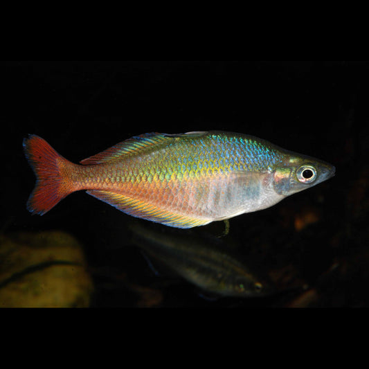 Bleheri Rainbowfish