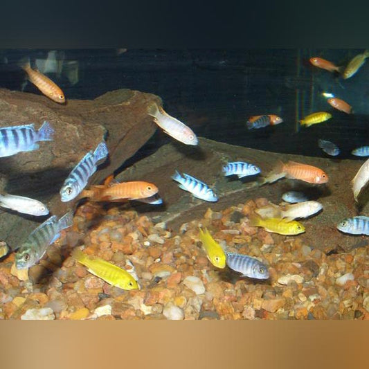 African Cichlid Assortment (Lot of 4)