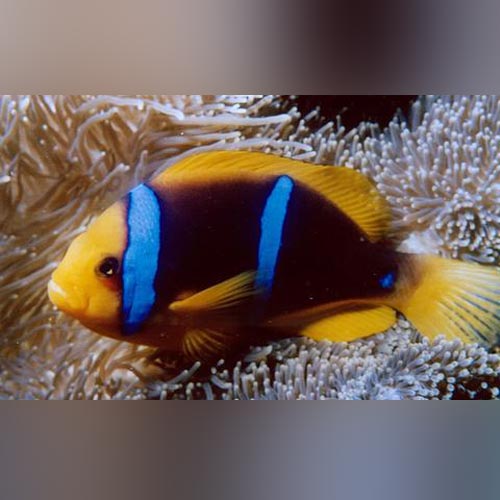 Blue Stripe Clownfish