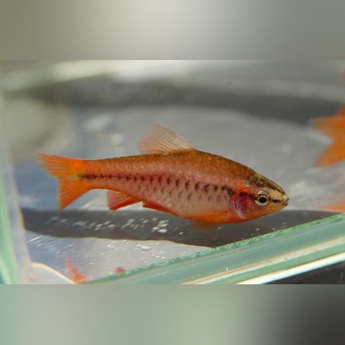 Cherry Barb - Male Only