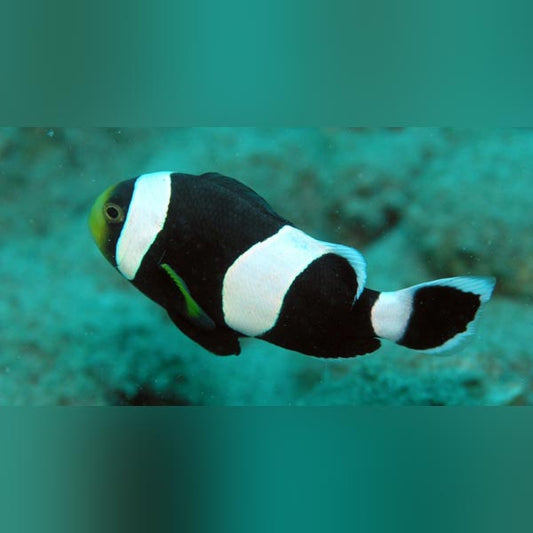 Darwin Clownfish