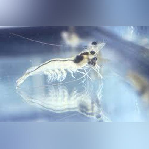 Ghost Shrimp for sale –