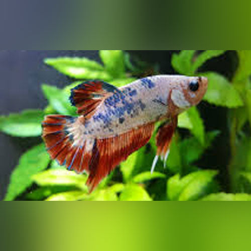 Koi Betta Roundtail for sale –