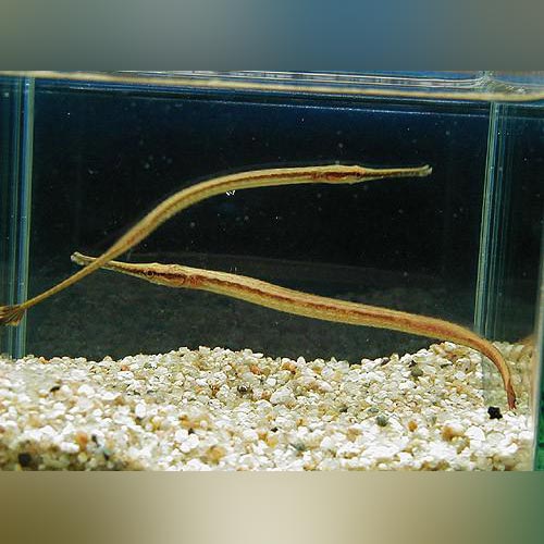 Freshwater Long Mouth Pipefish for sale –
