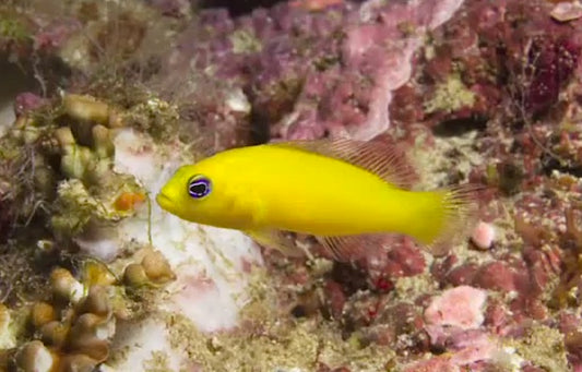 Yellow Pseudochromis