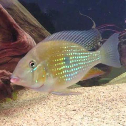 Memorial Weekend Specials: Tropical Fish For Sale