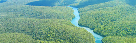 Pulling Rainforests Back from the Edge