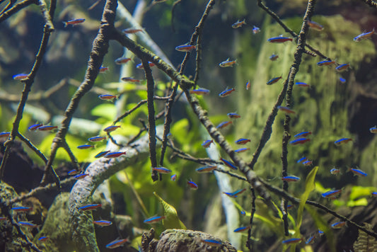Cardinal Tetras and Project Piaba: Supporting the Amazon River Basin