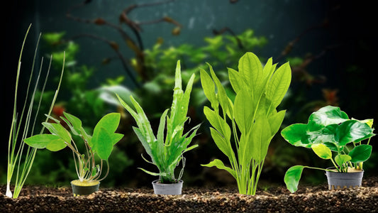 Best Aquarium Plants for Beginners – Easiest Plants for your Fish Tank