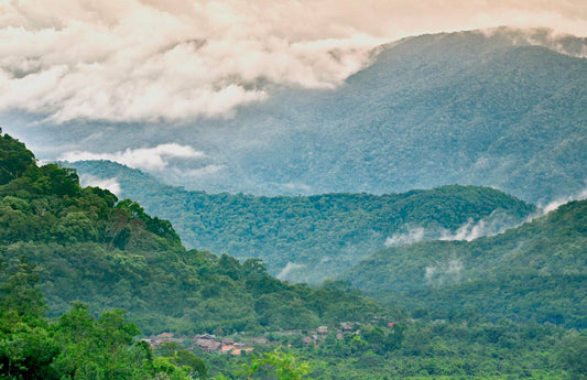 Saving Species  and Storing Carbon in Laos