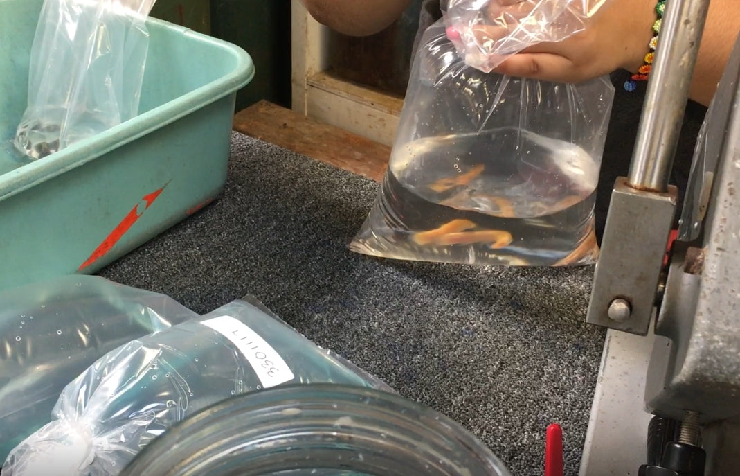 Load video: How Live Fish are Packed