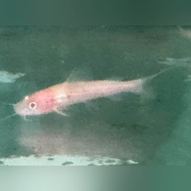 Albino Red Tail Catfish