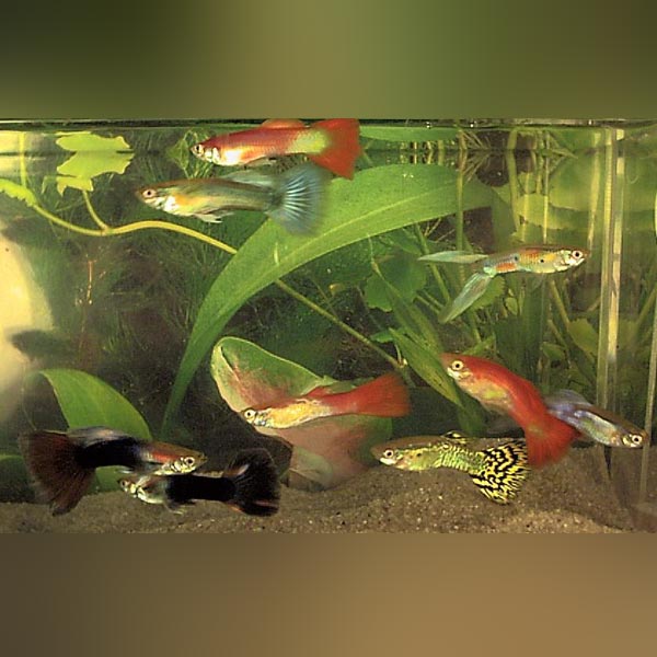 Assorted Color Male Guppies (Lot of 6)