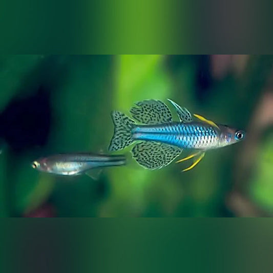 Blue Eye Gertrudae Rainbowfish