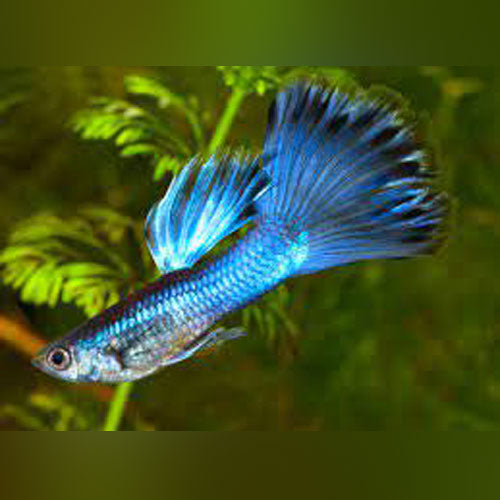 Male Blue Moscow Guppy