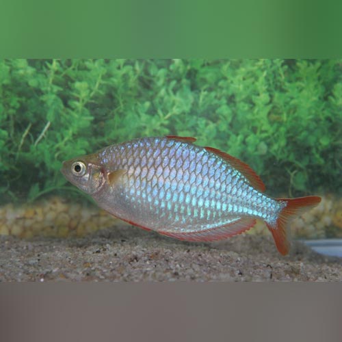Neon Dwarf Rainbowfish