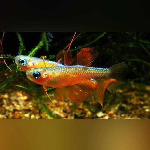 Paskai Blue-eye Rainbowfish