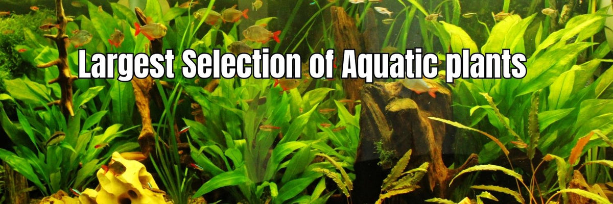 Premium Tropical Fish, Plants & Supplies