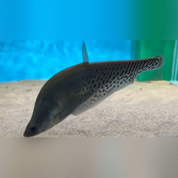 Royal Clown Knifefish for sale
