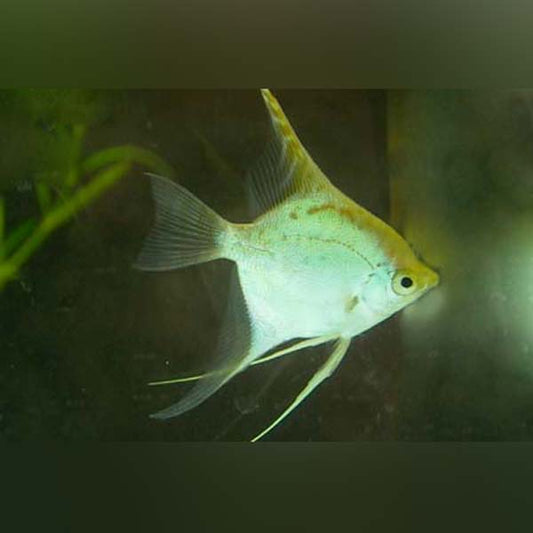 Gold Angelfish