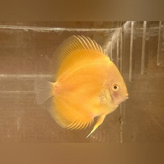 Gold Yellow Discus