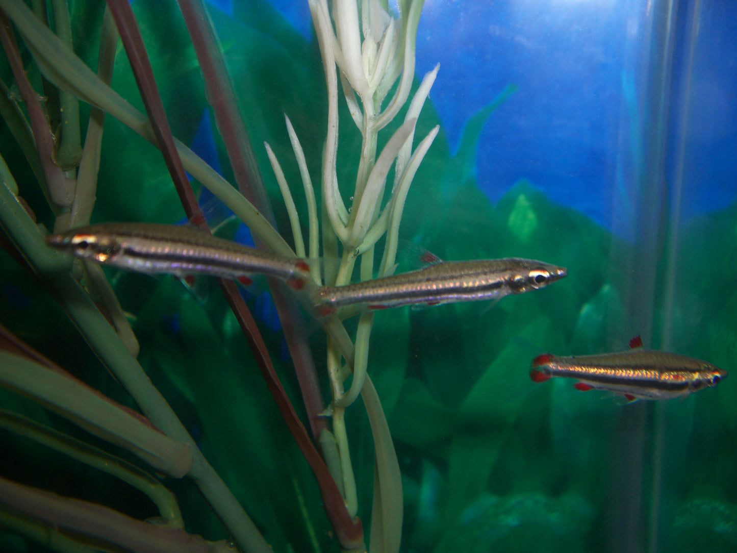 Three Lined Pencilfish