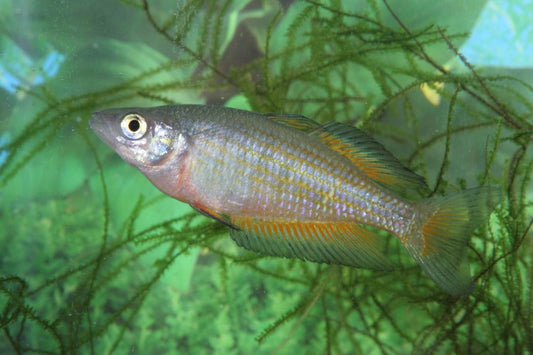 Parkisoni Rainbowfish