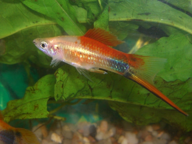 Pineapple Mickey Mouse Swordtail