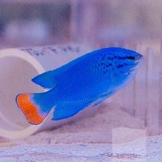 Orangetail Blue Damselfish