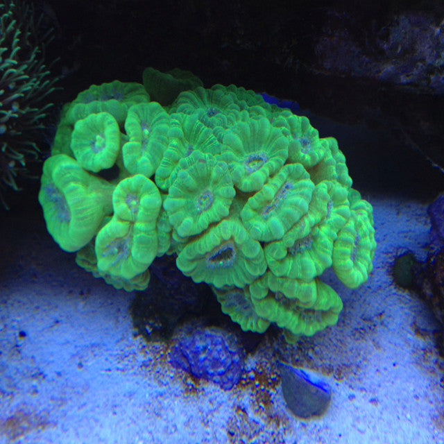 RED AND GREEN CONDY CANE CORAL