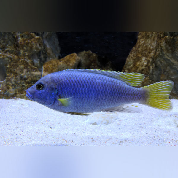 Violet Yellow Tail Cichlid
