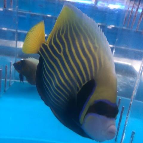 Emperor Angelfish (Adult)