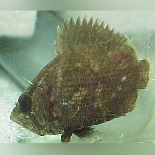 Leaf Fish African