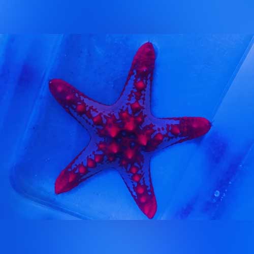 African Red Starfish - Protoreaster linckii