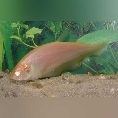 African Leaf Fish Compatibility