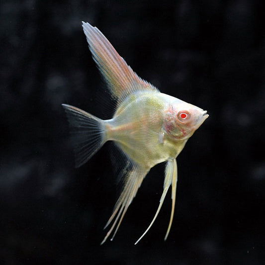 Albino Angelfish