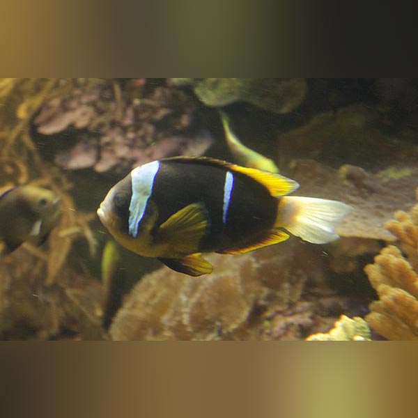Allardi's Clownfish
