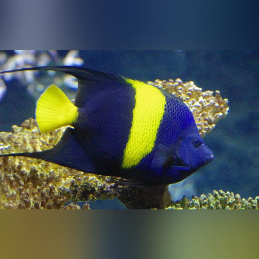 Angelfish Compressed Angelfish