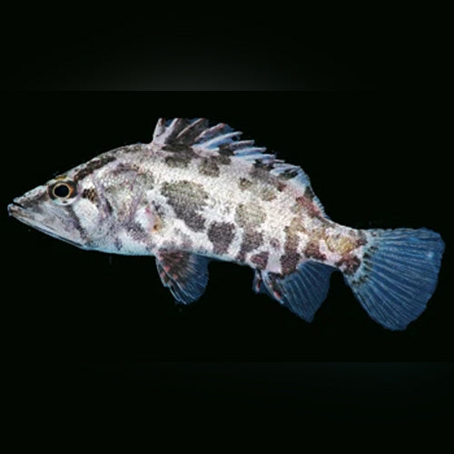 Asian Leaf Fish