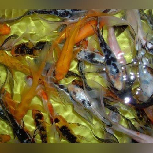 Assorted 3-4" Butterfly Koi