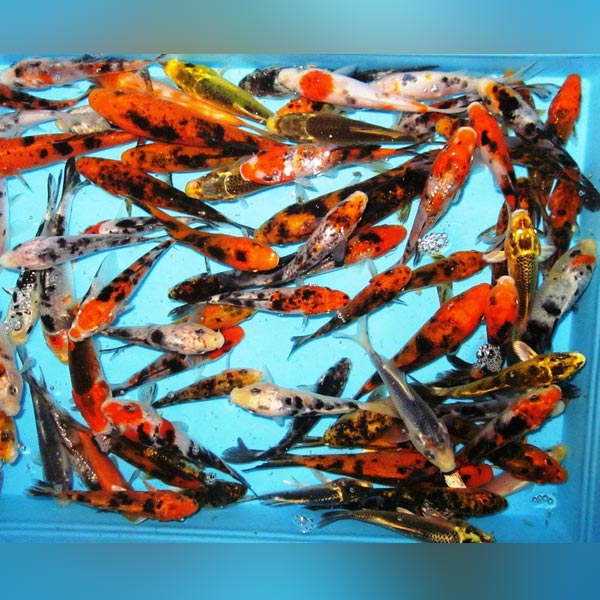 Assorted Butterfly Koi - 5-6" (Lot of 4)