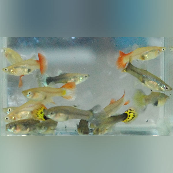 6 Assorted Color Female Guppies
