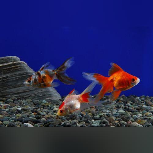 Assorted 2"Fantail Goldfish