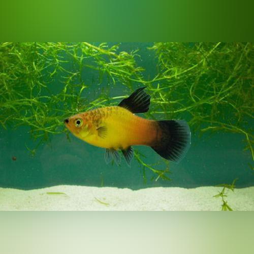 Assorted Hifin Platy (Lot of 6)