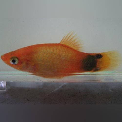 Assorted Mickey Mouse Platy (Lot of 4)