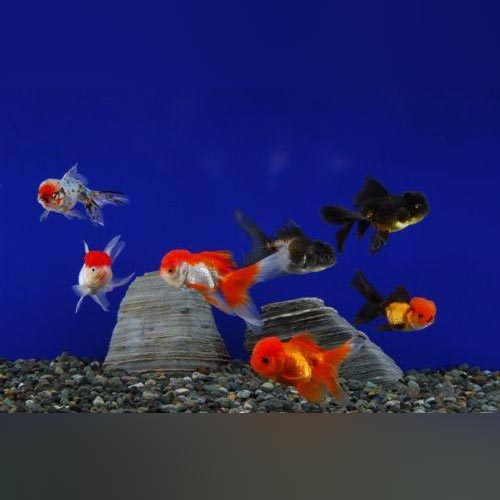 Red Oranda Goldfish - Carassius Arautus