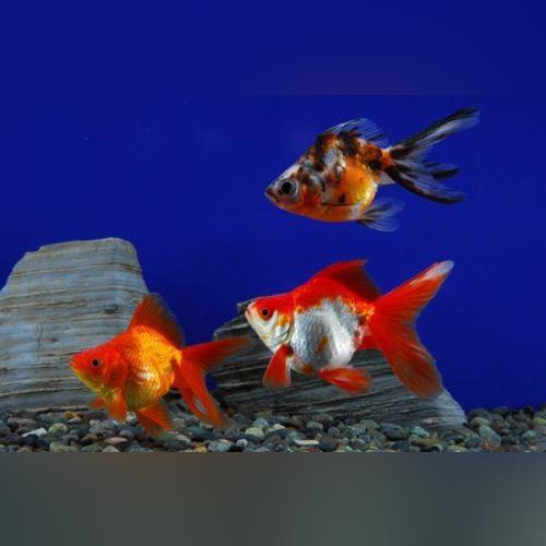 Ryukin Goldfish 2"