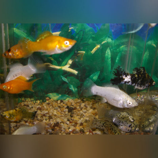 Assorted Sailfin Molly (Lot of 4)