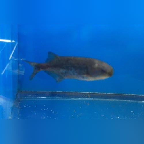 Baby Rice Whale Baby Whale Fish Care